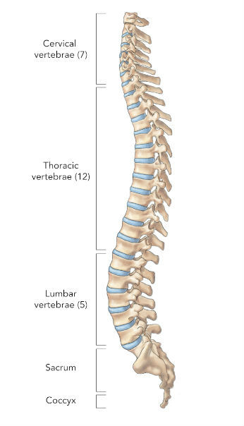 Human Spine
