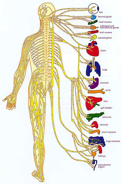 What Is Chiropractic Adjustment
